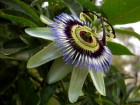 Passiflora caerulea